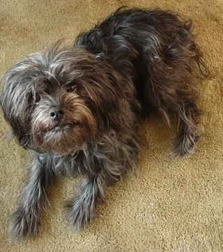 Affenpinscher lying on a carpet, with a shaggy face and rough coat