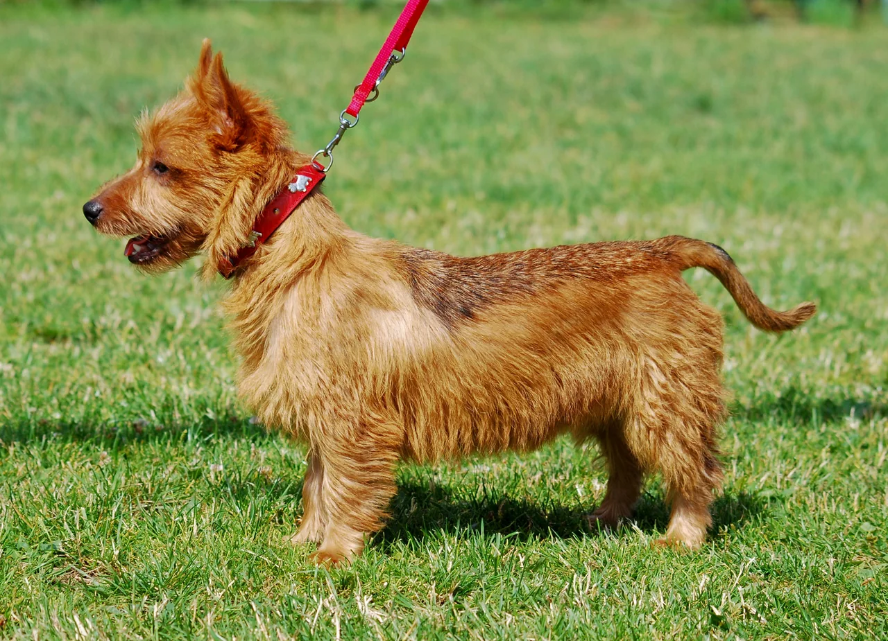 Australian Terrier standing in profile with an erect-eared, rough-coated outline