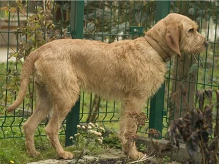 Griffon Fauve de Bretagne standing beside a fence with a rough fawn coat