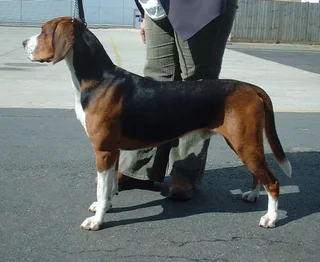 Tricolor Hamiltonstovare standing in profile at a dog show