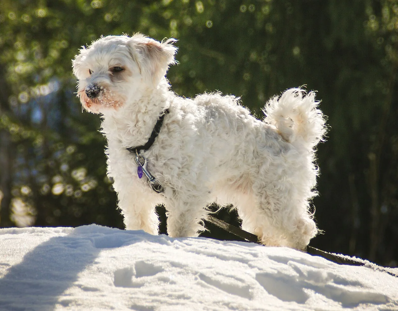 White Havanese standing in snow with a wavy coat