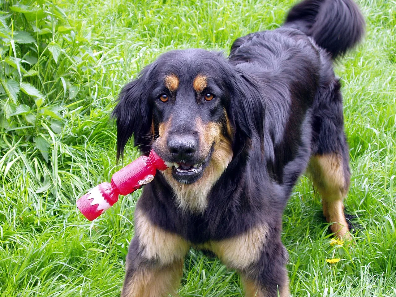 Black and tan Hovawart standing in grass holding a toy
