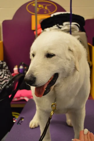 White Kuvasz at a dog show with a wavy coat and dropped ears