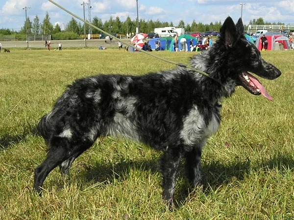 Blue merle male Mudi standing at an outdoor dog show