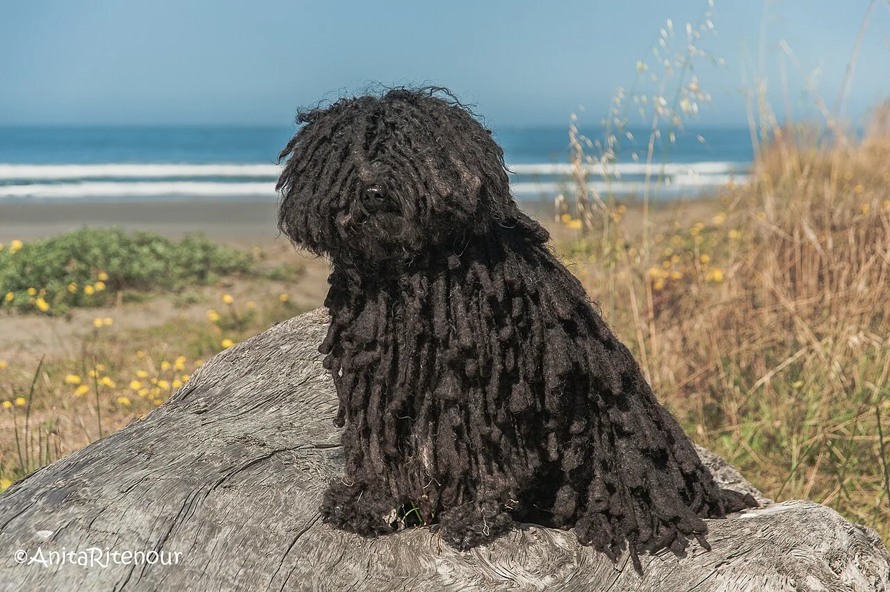 Black Puli sitting on rocks beside the sea with a corded coat