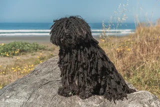Black Puli sitting on rocks beside the sea with a corded coat