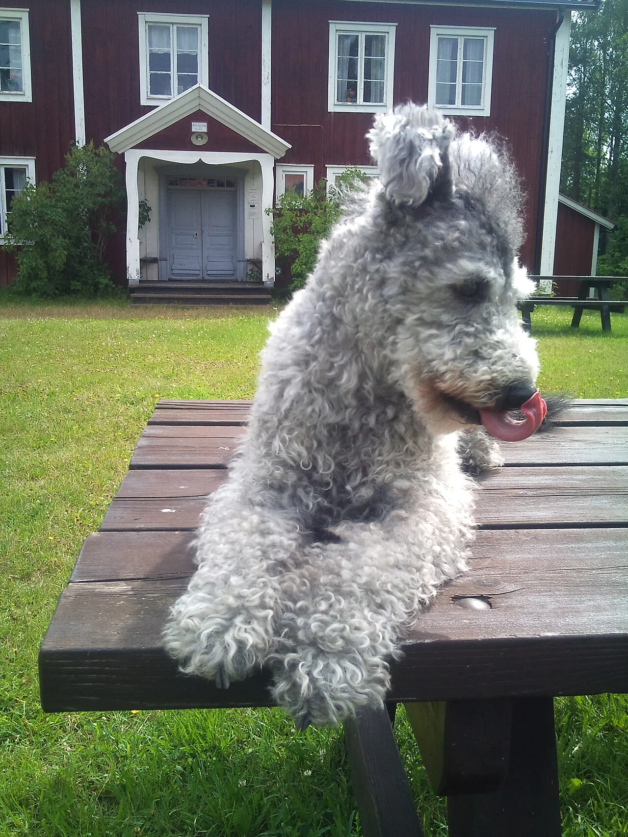 Gray Pumi looking to the side from a picnic table