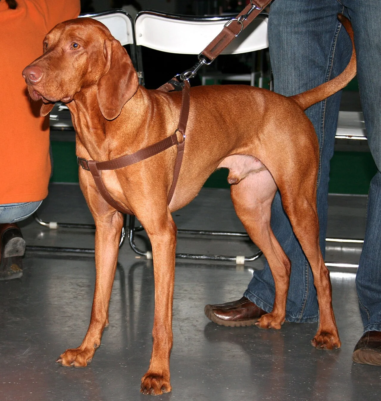 Smooth-coated Hungarian Vizsla standing at a dog show