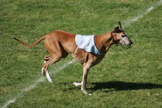 Azawakh running on grass in a racing muzzle