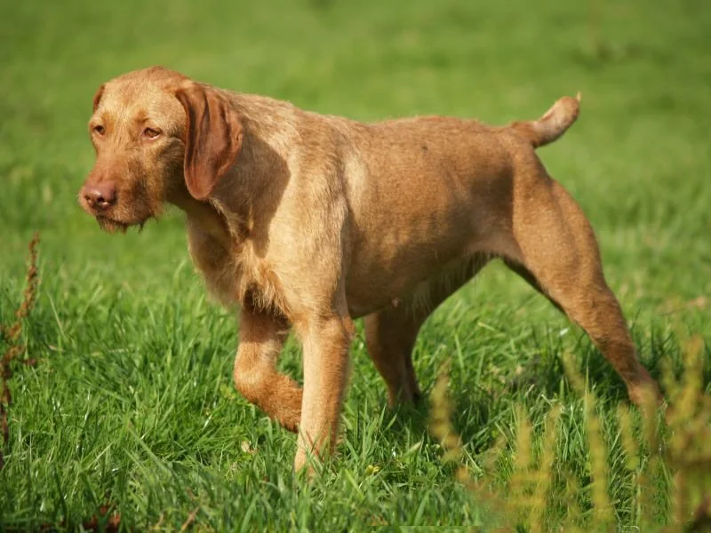 Hungarian Wirehaired Vizsla standing on grass with a rough golden coat