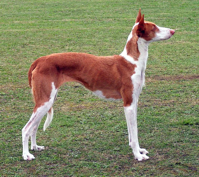 Red and white Ibizan Hound standing with large upright ears