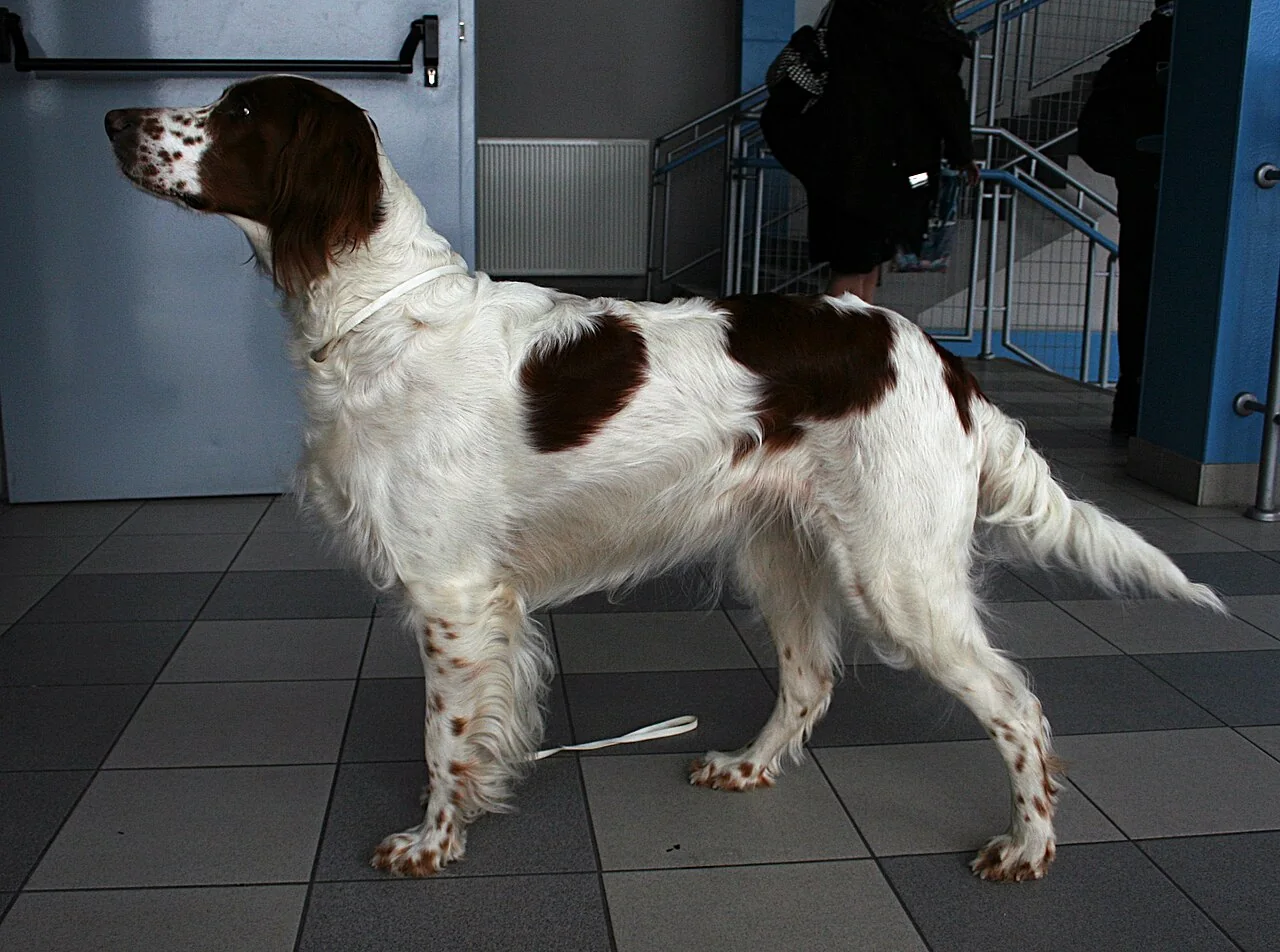 Irish Red and White Setter standing in profile at a dog show