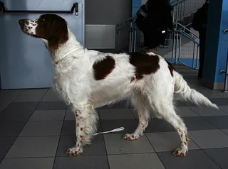 Irish Red and White Setter standing in profile at a dog show