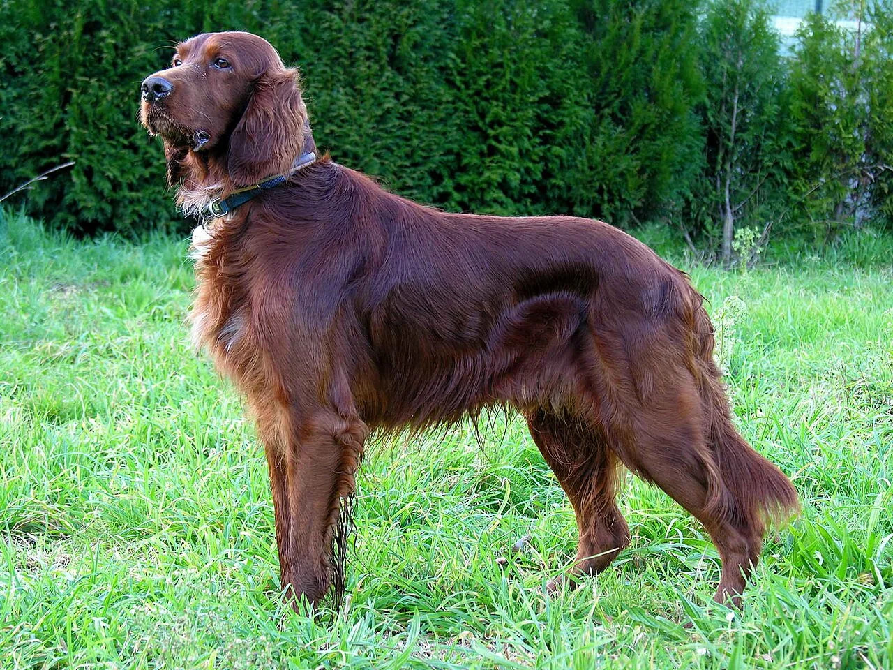 Red Irish Setter standing in grass with feathering on its legs and tail