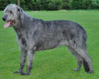 Gray Irish Wolfhound standing in profile on grass