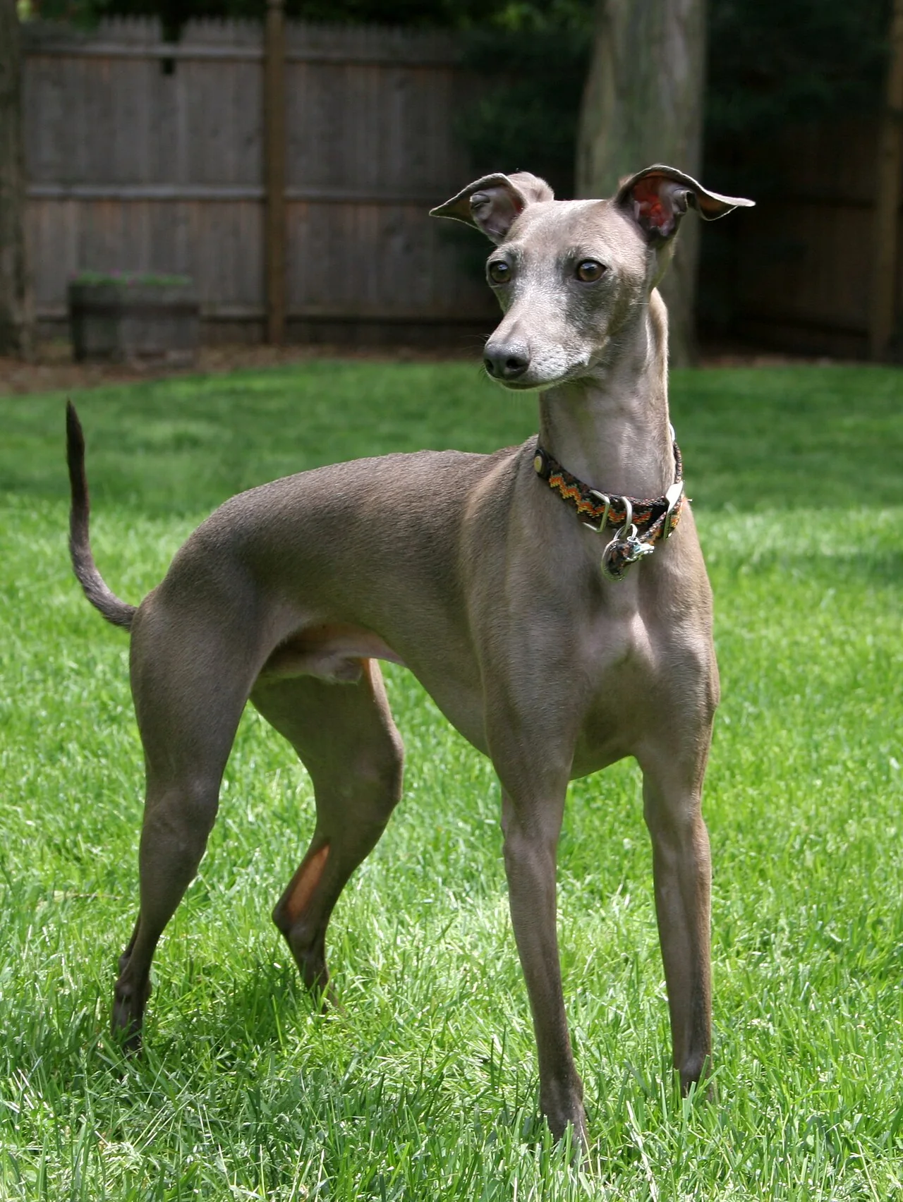 Gray Italian Greyhound standing with a slender body and folded ears