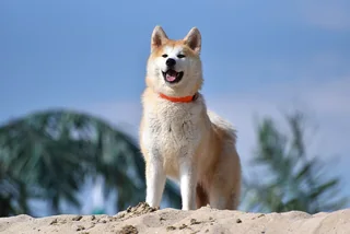 Red and white Japanese Akita Inu sitting outdoors