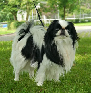 Black and white Japanese Chin standing on grass with a long silky coat