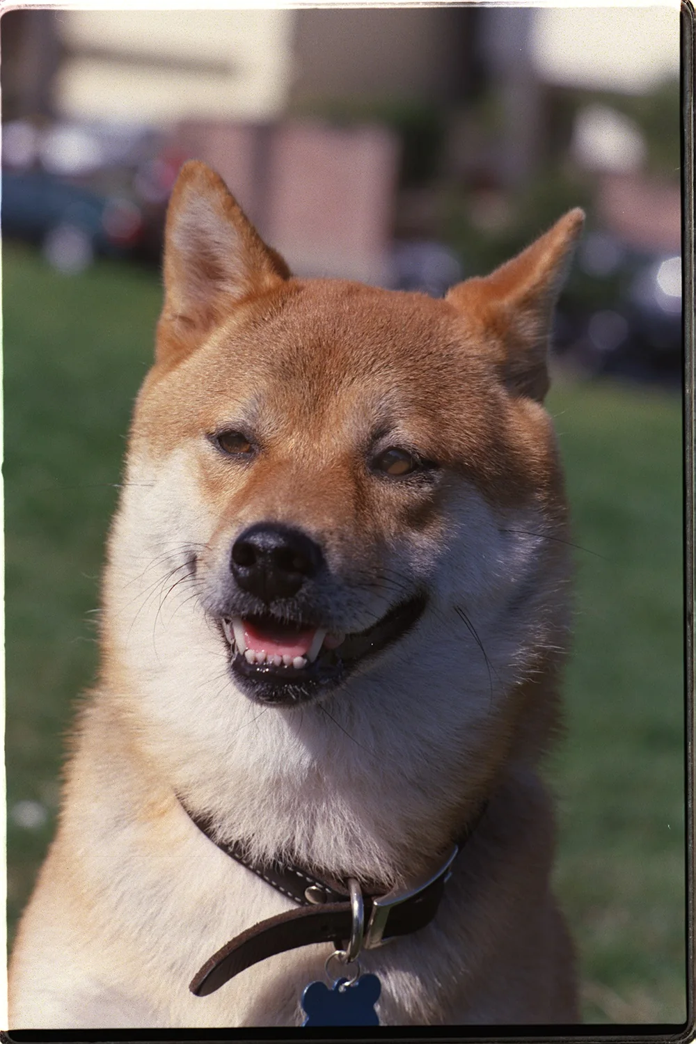 Red Shiba Inu looking forward with upright ears