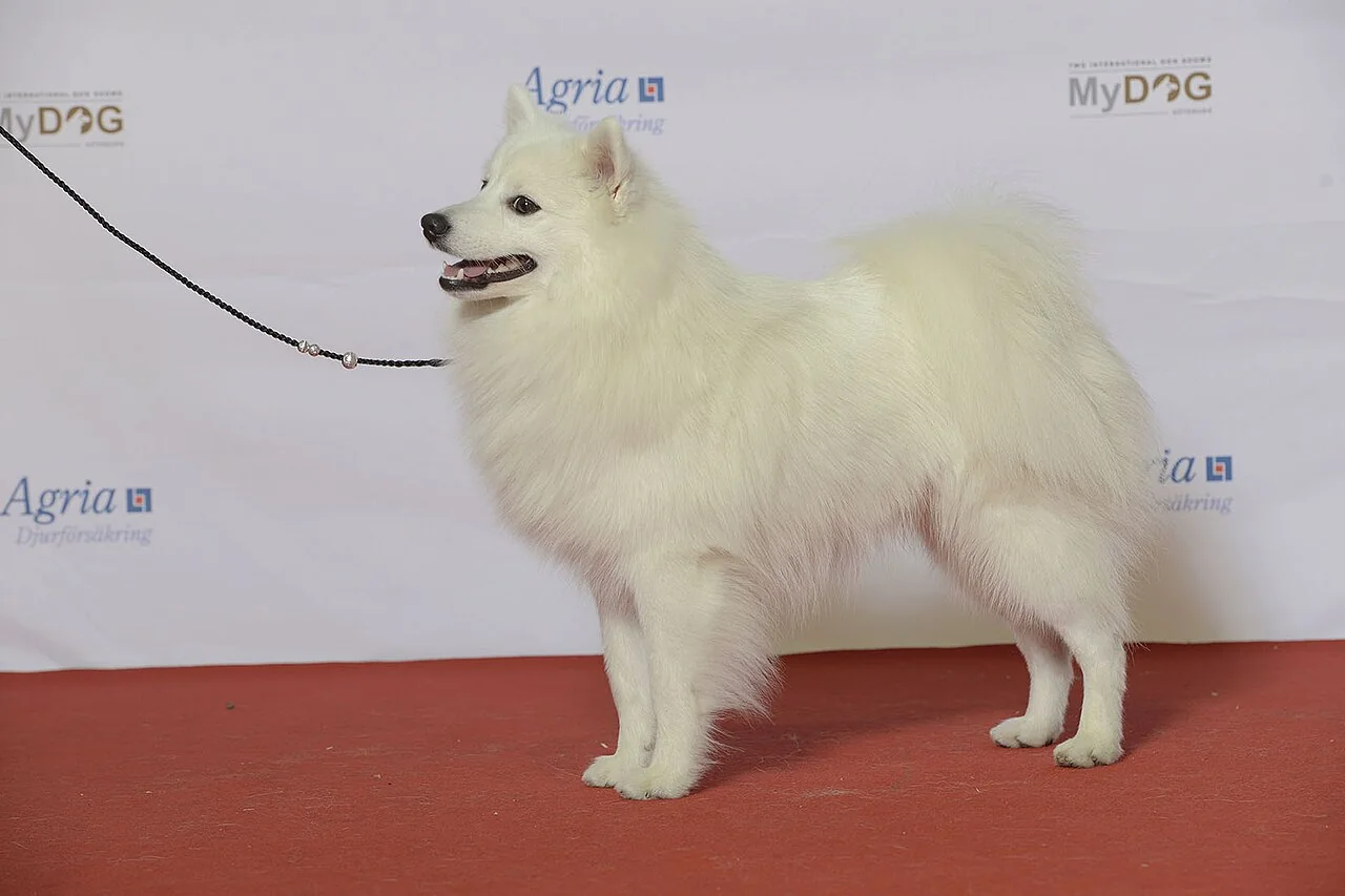 White Japanese Spitz standing in profile at a dog show