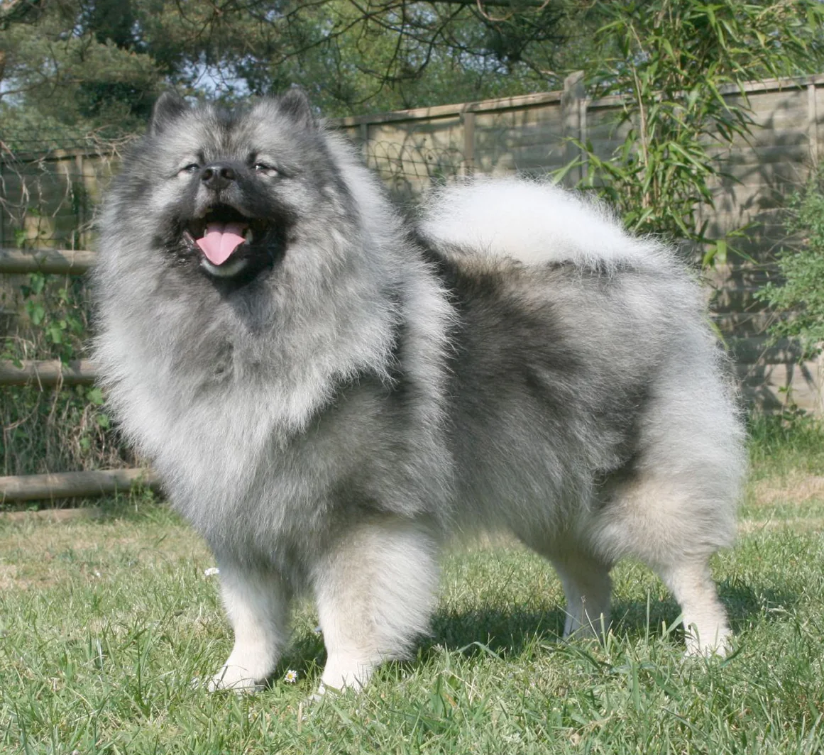Gray Keeshond standing on grass with a curled tail