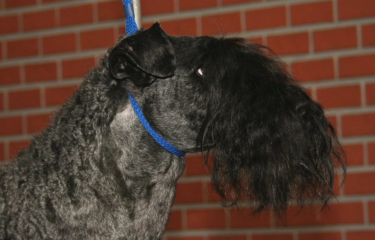 Kerry Blue Terrier in profile with a clipped coat and long beard