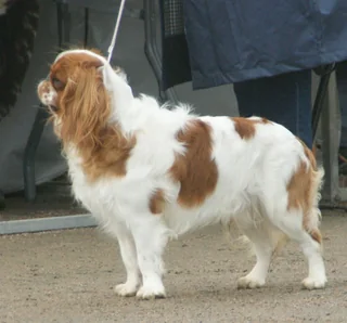 Blenheim King Charles Spaniel standing in profile at a dog show
