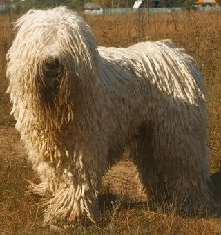 White Komondor standing with long corded hair