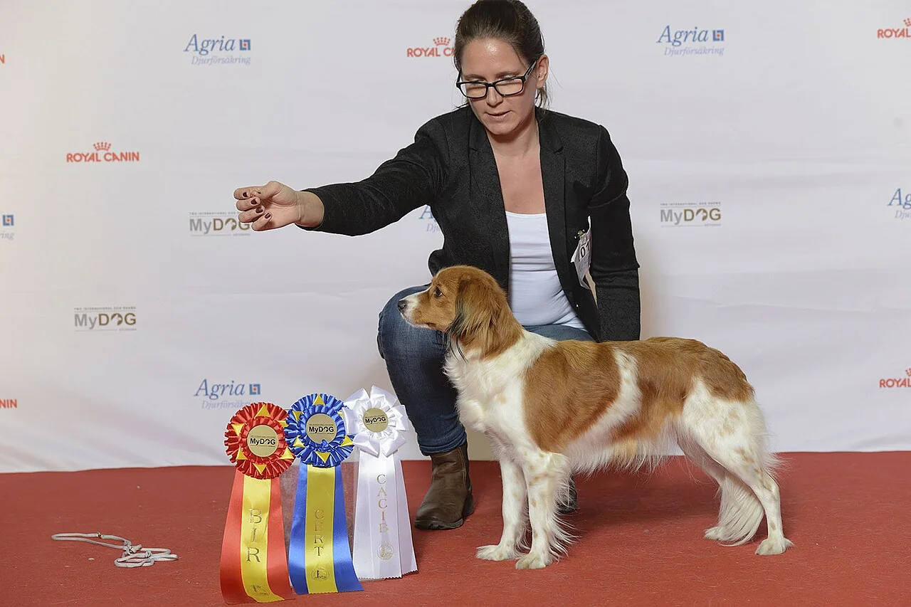 Kooikerhondje standing in profile at a dog show with a red and white feathered coat