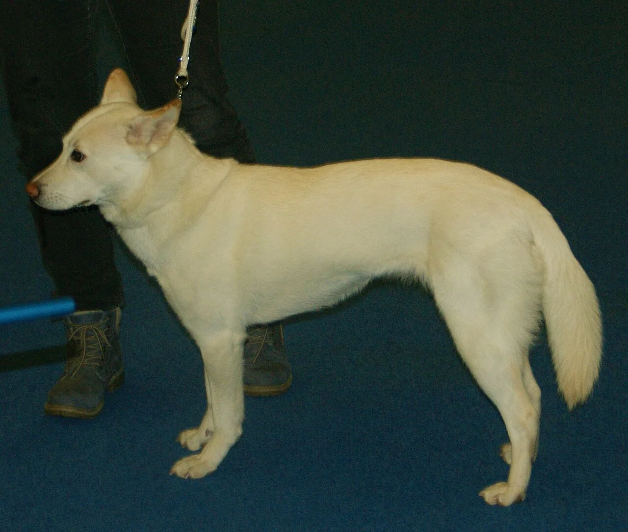 White Korean Jindo standing in profile indoors