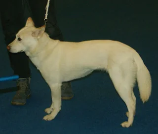 White Korean Jindo standing in profile indoors