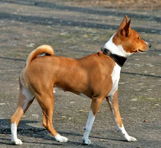 Red and white Basenji walking with an erect-eared head and curled tail