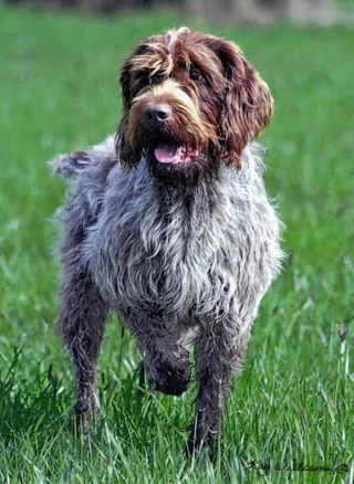 Korthals Griffon standing in grass with a wiry coat and beard