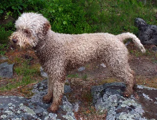 Female Lagotto Romagnolo standing on rocks with a curly coat