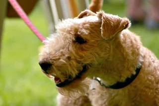 Wheaten Lakeland Terrier in side profile with a rough beard