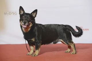 Black and tan Lancashire Heeler standing at a dog show