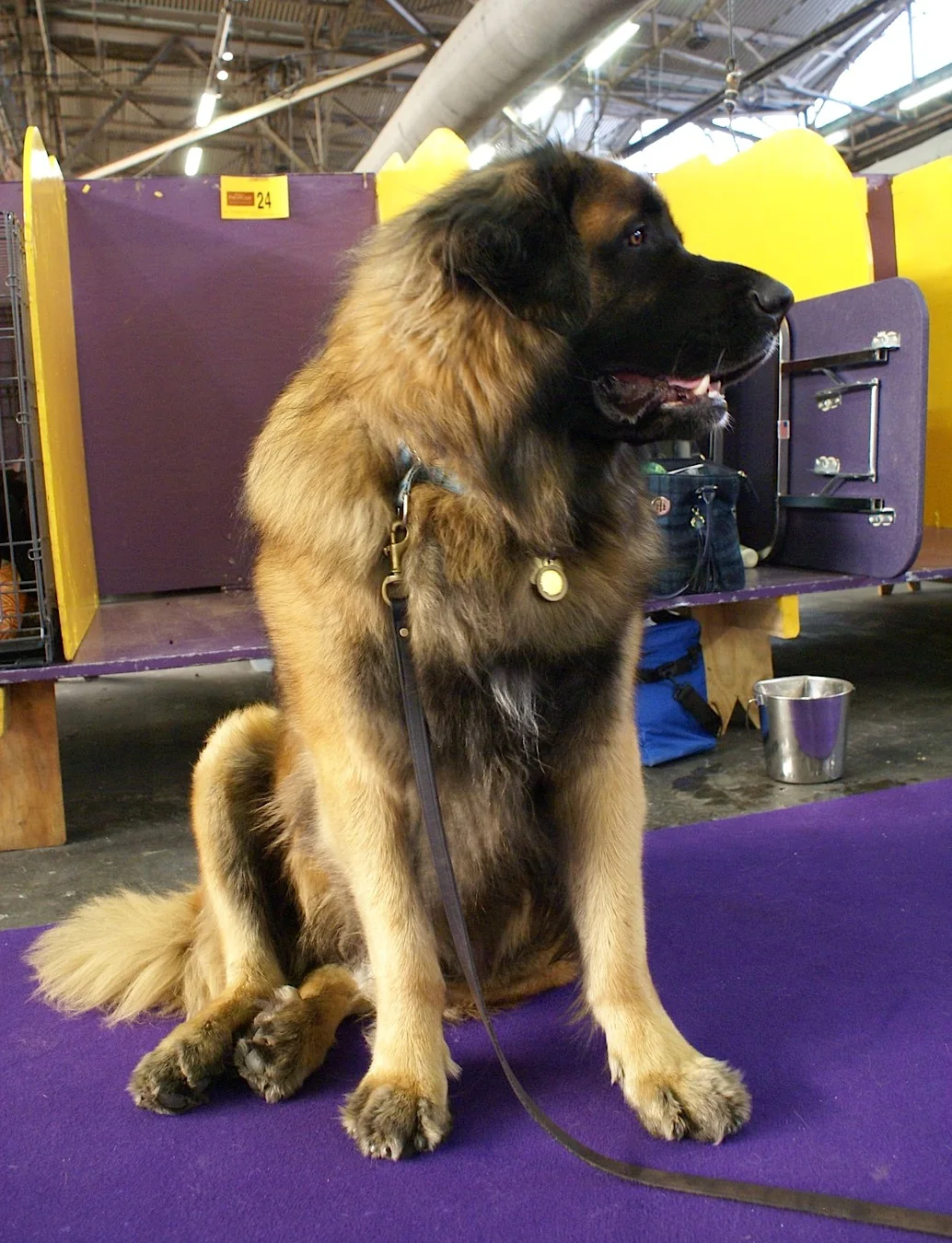 Leonberger sitting at a dog show with a golden coat and black mask