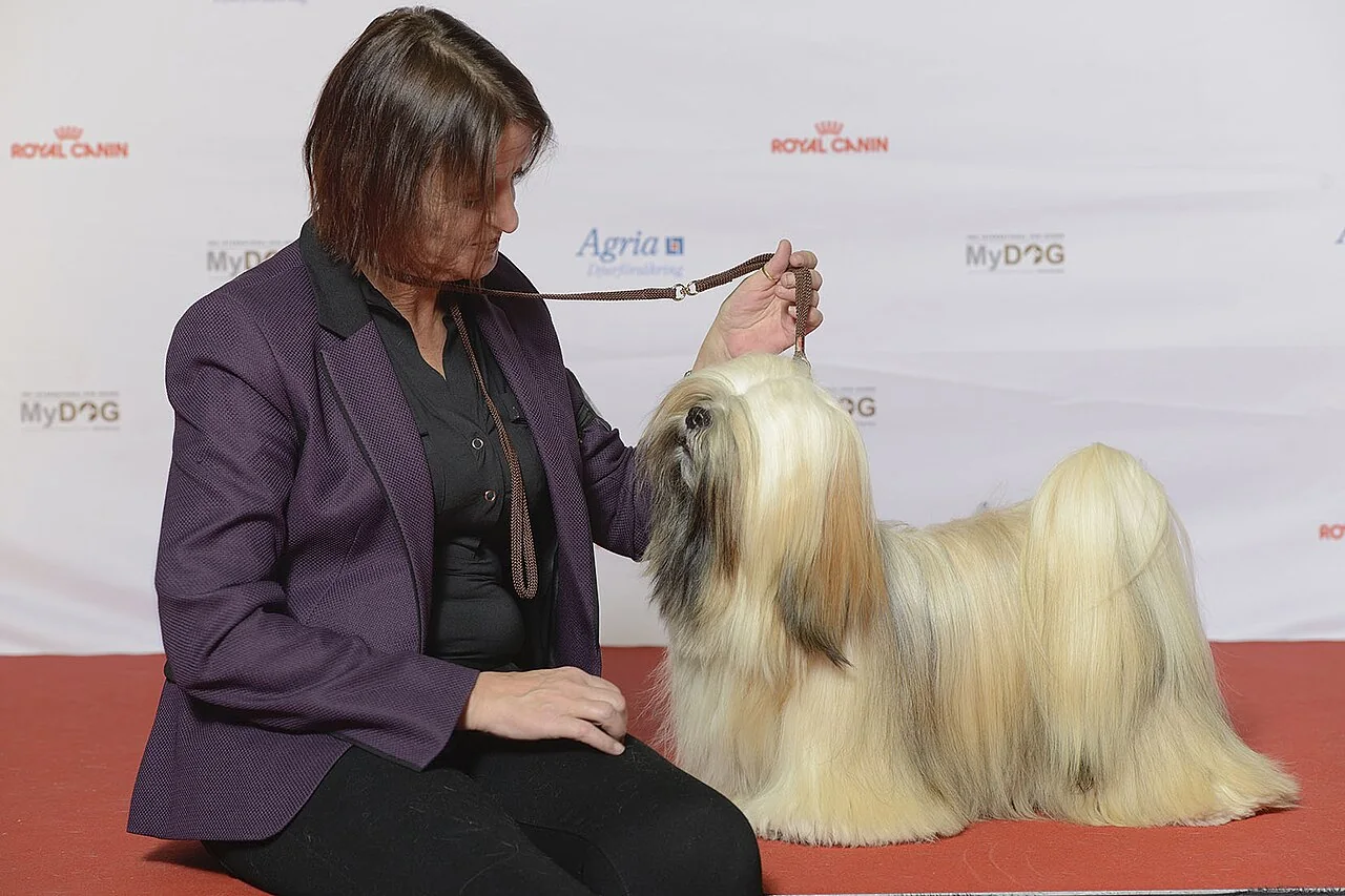 Lhasa Apso standing at a show with a long gold and cream coat