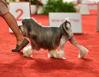 Adult Lowchen walking at a dog show with a lion clip