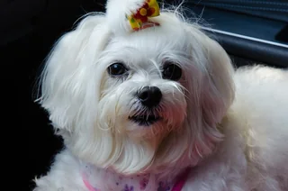 White female Maltese with a long coat and tied topknot