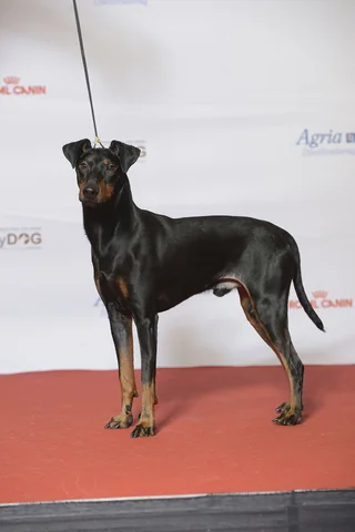 Manchester Terrier standing in profile at a dog show