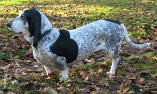 Basset Bleu de Gascogne standing on fallen leaves