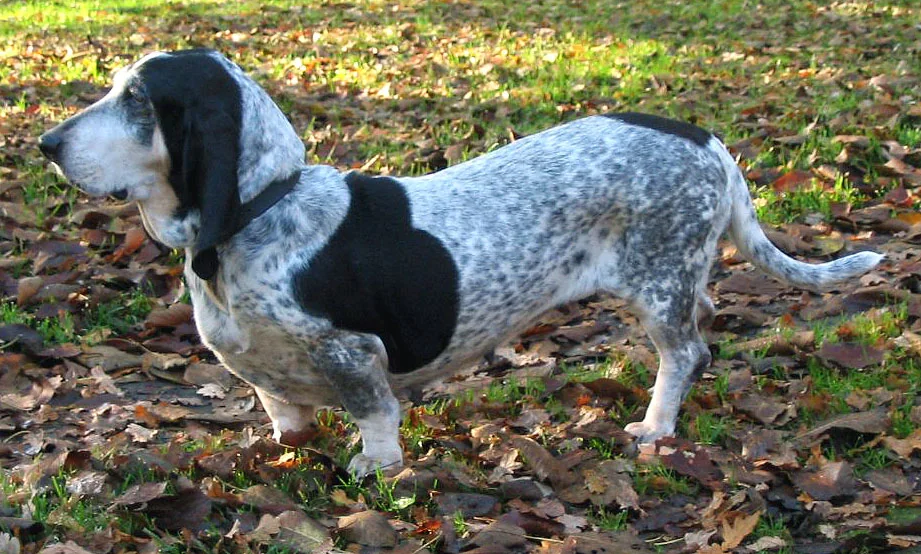 Basset Bleu de Gascogne standing on fallen leaves
