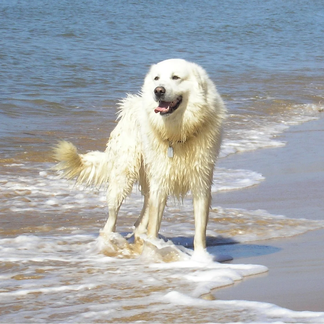 White Maremma Sheepdog standing at the edge of the sea