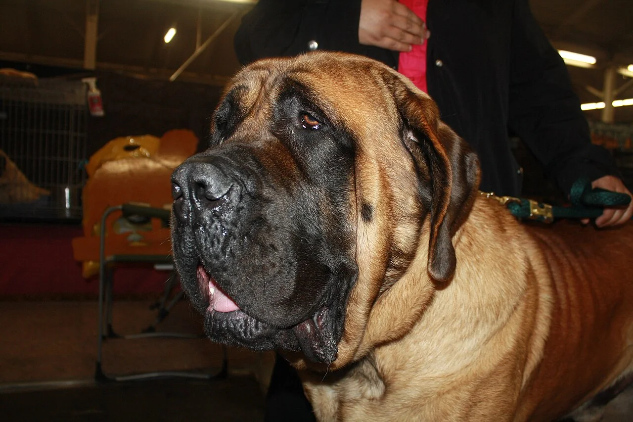 English Mastiff with a broad fawn head and black mask at a show