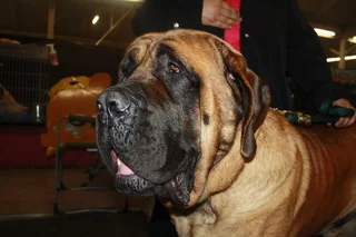 English Mastiff with a broad fawn head and black mask at a show