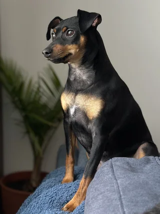 Black and tan Miniature Pinscher sitting beside a window