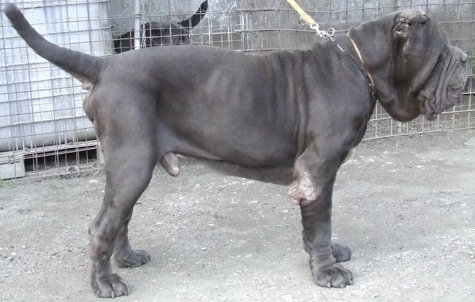 Adult gray Neapolitan Mastiff standing in profile