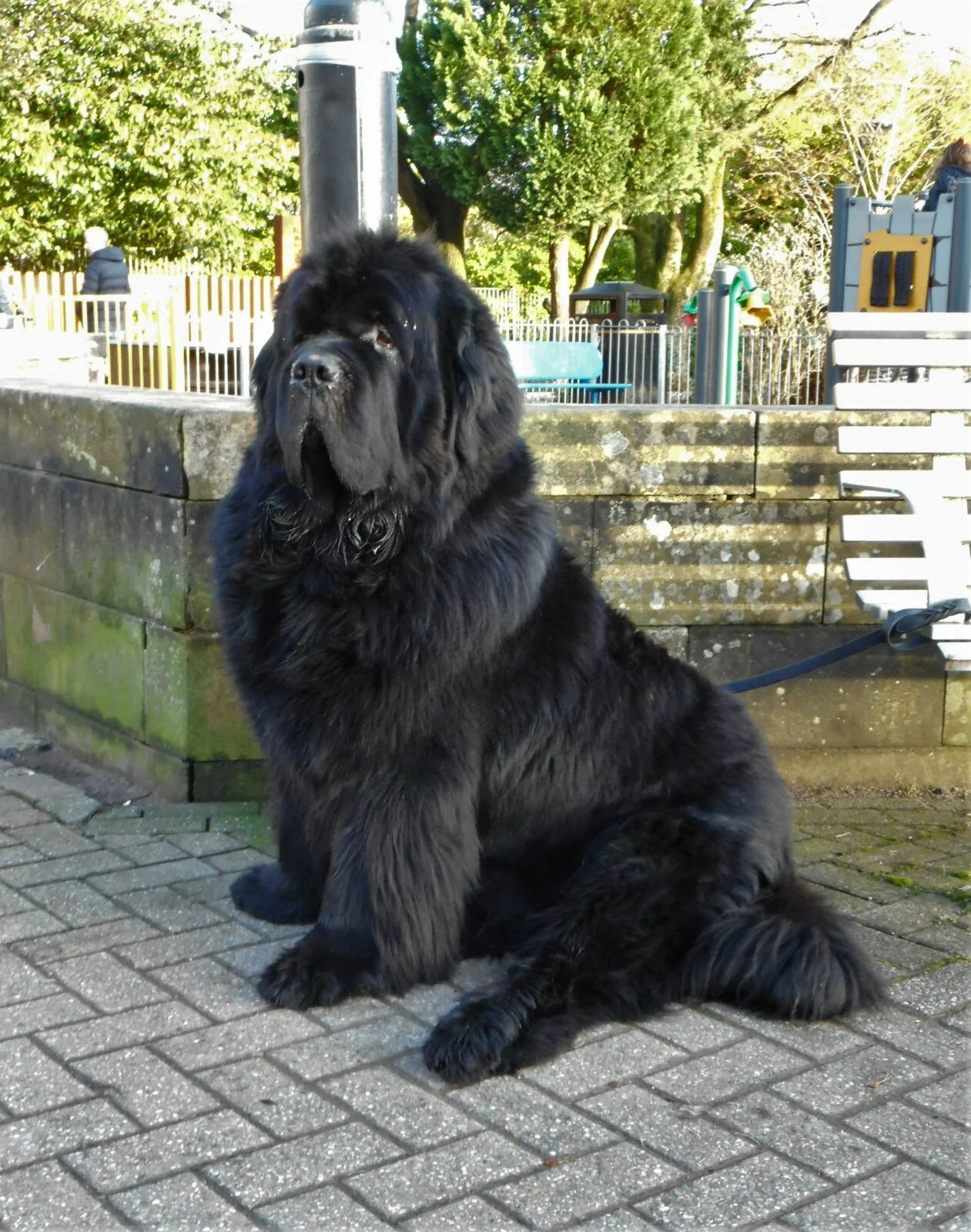 Black Newfoundland sitting beside a fence with a thick coat