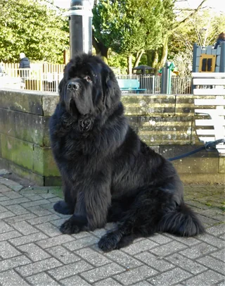Black Newfoundland sitting beside a fence with a thick coat